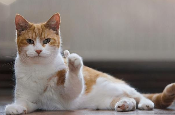 猫咪为什么白天睡不着觉呢
