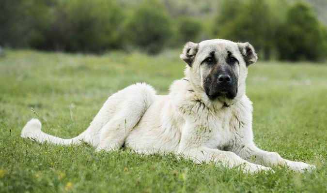 安纳托利亚牧羊犬感冒怎么办?来了解下吧 安纳托利亚牧羊犬感冒怎么办?来了解下吧