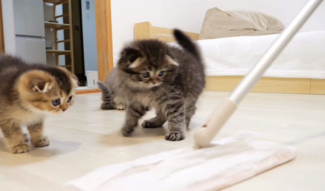 猫咪为什么喜欢舔拖把布呢