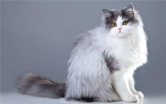 波斯猫绝育好吗?你还在纠结吗? 波斯猫绝育好吗?你还在纠结吗?