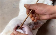 土方法治兔子耳螨