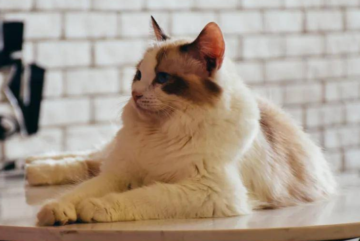青少年养猫好吗