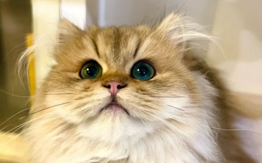 猫咪的耳朵为什么长毛毛