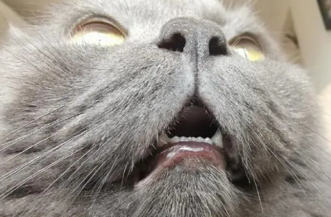 猫咪为什么会地包天 猫咪为什么会地包天