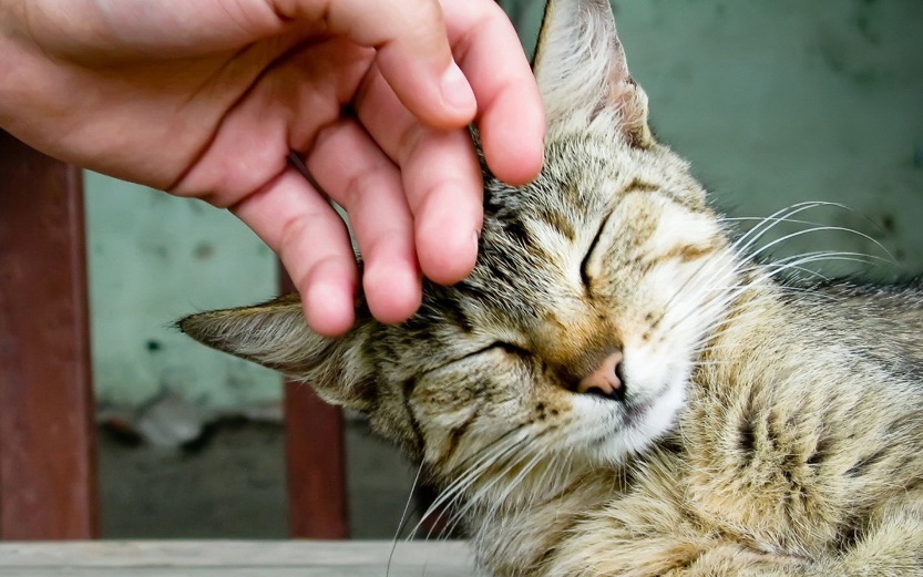 猫为什么喜欢撒娇卖萌