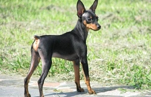 小鹿犬掉毛一块一块的？原因有以下4点！