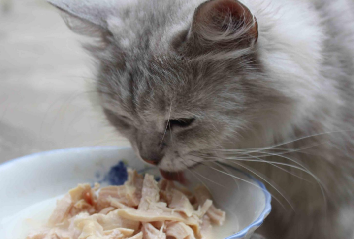 小猫咪爱吃什么食物