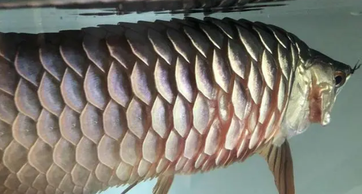 金龙鱼撞缸掉鳞怎样处理? 金龙鱼撞缸掉鳞怎样处理?