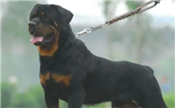 如何训练罗威纳犬坐下？具体方法是？