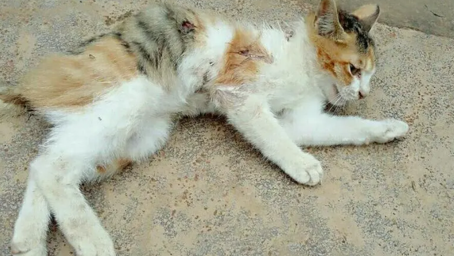 猫没死我确诊狂犬病