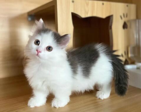 为什么拿破仑猫咪的个头小呢 为什么拿破仑猫咪的个头小呢