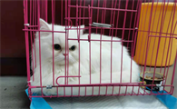 宠物店接猫要注意什么