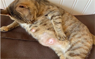 猫咪怀孕为什么乳头肿大