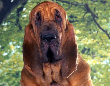 寻血猎犬有耳螨怎么治疗?饲养者快看看吧 寻血猎犬有耳螨怎么治疗?饲养者快看看吧