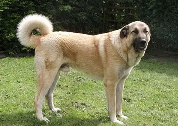 安纳托利亚牧羊犬怀孕饮食护理注意事项,看这里~ 安纳托利亚牧羊犬怀孕饮食护理注意事项,看这里~