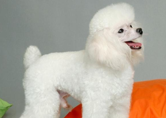 巨型贵宾犬肠胃炎怎么办?宠主来这里看看吧 巨型贵宾犬肠胃炎怎么办?宠主来这里看看吧