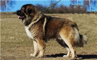 高加索犬吃什么狗粮好？主人要了解