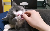 猫咪为什么频繁甩手咬我的手