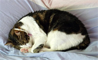 不让猫睡床上它会伤心吗