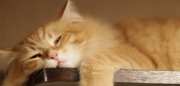 什么植物花对猫有毒