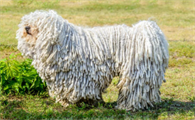 如何给可蒙犬剪指甲?这里有答案