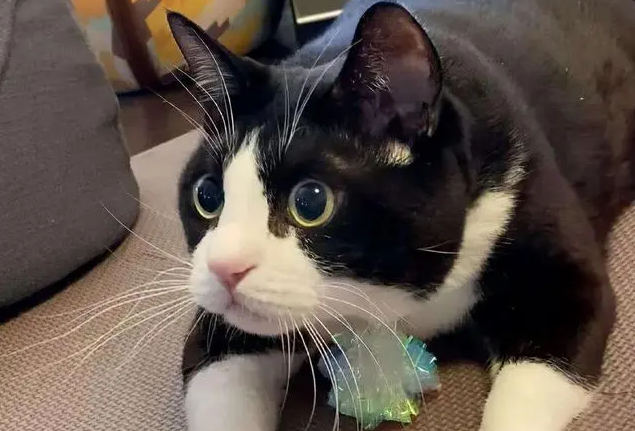 黑白狸花猫千万不能养