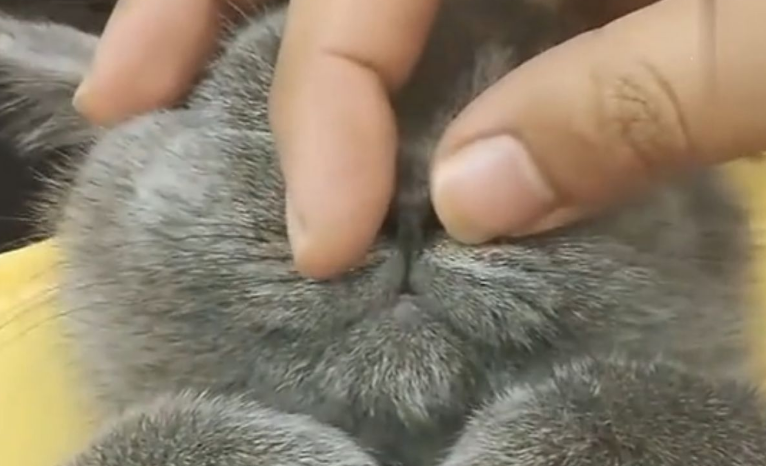 猫咪不喜欢被捏鼻子