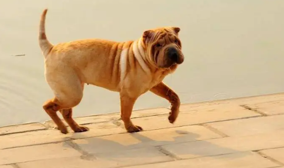 中国沙皮犬多少钱一只，看这里！