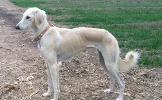 中国细犬注射疫苗不良反应解决方法?如下! 中国细犬注射疫苗不良反应解决方法?如下!