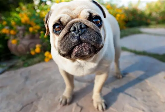 巴哥犬训练飞盘方法是什么？训练方法如下