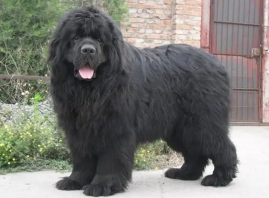 纽芬兰犬毛发怎么护理？来这里看看吧
