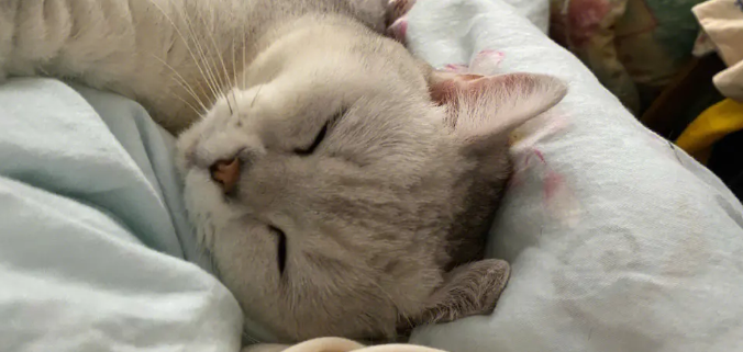 冬天猫咪为什么睡床上不冷呢
