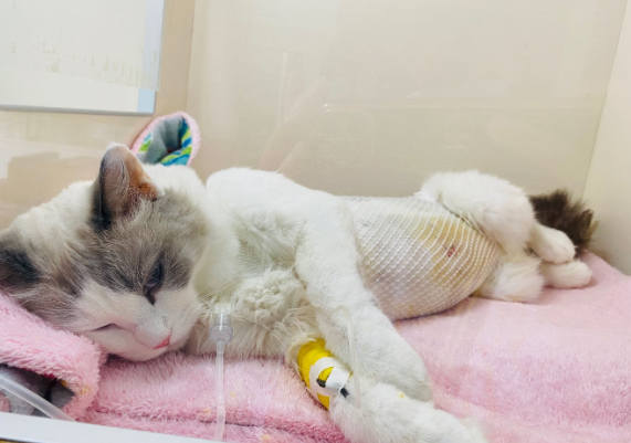 宠物猫咪为什么要绝育呢 宠物猫咪为什么要绝育呢