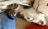 猫咪为什么总在左边睡觉的原因