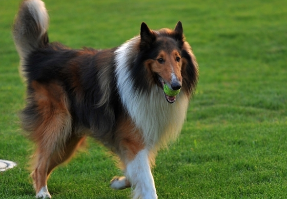 苏格兰牧羊犬拉肚子怎么办?怎么治疗它呢?