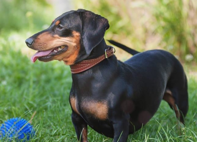 短毛腊肠犬多少钱一只?想养的看过来 短毛腊肠犬多少钱一只?想养的看过来