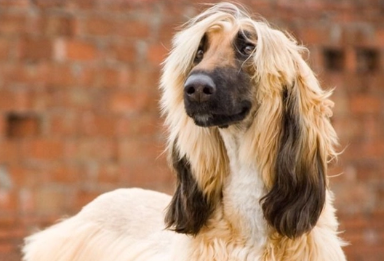 养宠小知识:布雷猎犬眼睛护理方法 养宠小知识:布雷猎犬眼睛护理方法