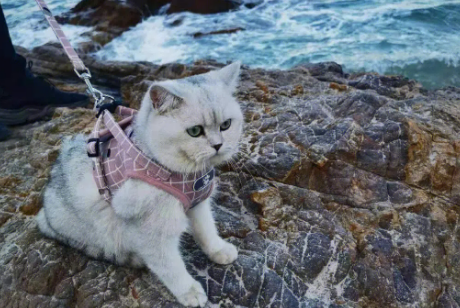 猫咪爱看海水是为啥
