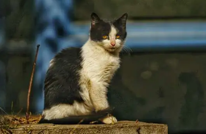 流浪猫晚上一般在什么地方睡觉？原来在这些地方！
