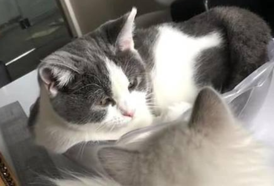 英短猫打喷嚏被布偶猫盯着生气了，转过头不理它还打人