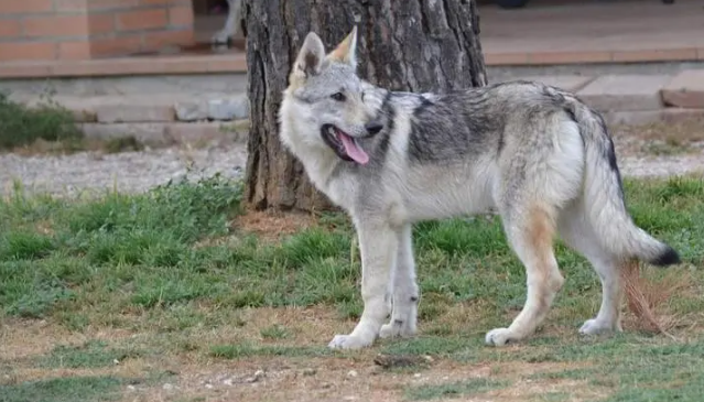 捷克狼犬和狼的区别都有哪些?一起来瞧瞧~-宠物网
