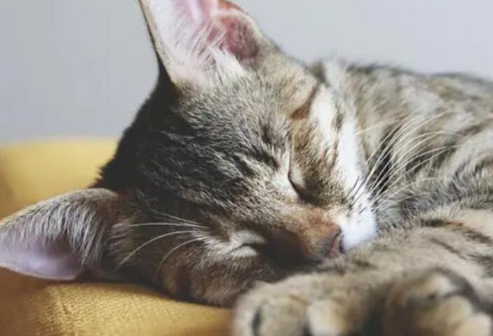 为什么一睡觉猫咪就叫唤
