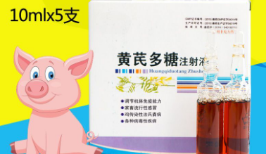 黄芪多糖在养猪中的作用 黄芪多糖在养猪中的作用