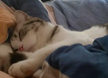 猫睡旁边好不好 猫睡旁边好不好