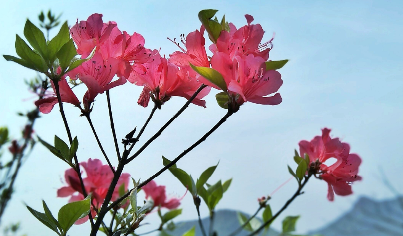 猫咪对什么植物有毒 猫咪对什么植物有毒