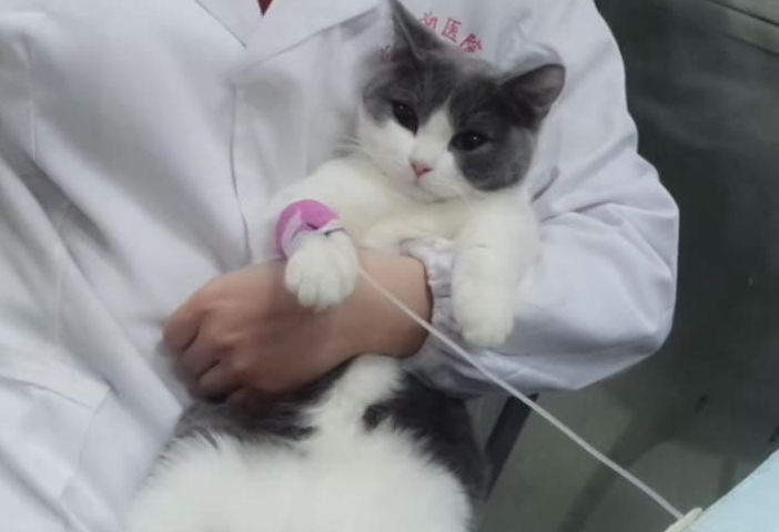 猫咪为什么要输液呢