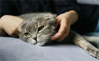 长期养猫人容易得啥病