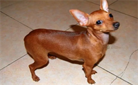 小鹿犬什么颜色的最贵？看看你家宠物在不在列？