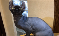 斯芬克斯猫认几个主人