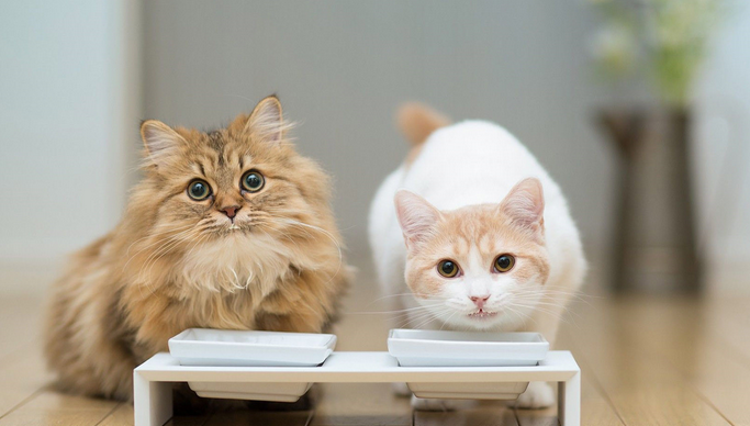 猫咪为什么刷碗吃饭呢